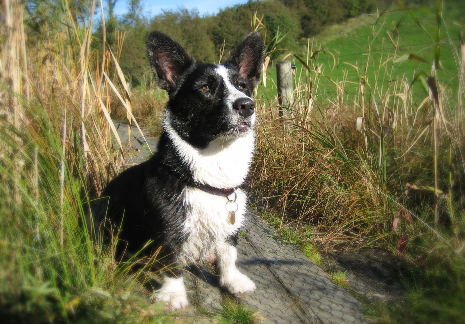 Dog Waits Something Wallpaper