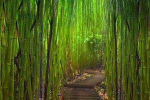 Forgetten Road Between Bamboos