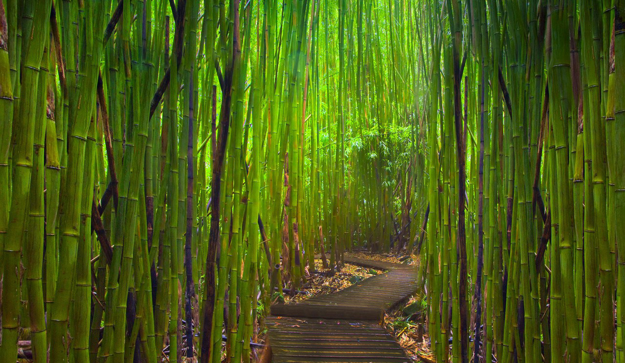 Forgetten Road Between Bamboos Wallpaper
