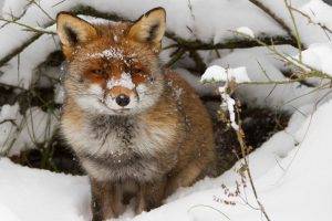 Fox At Natural Conditions