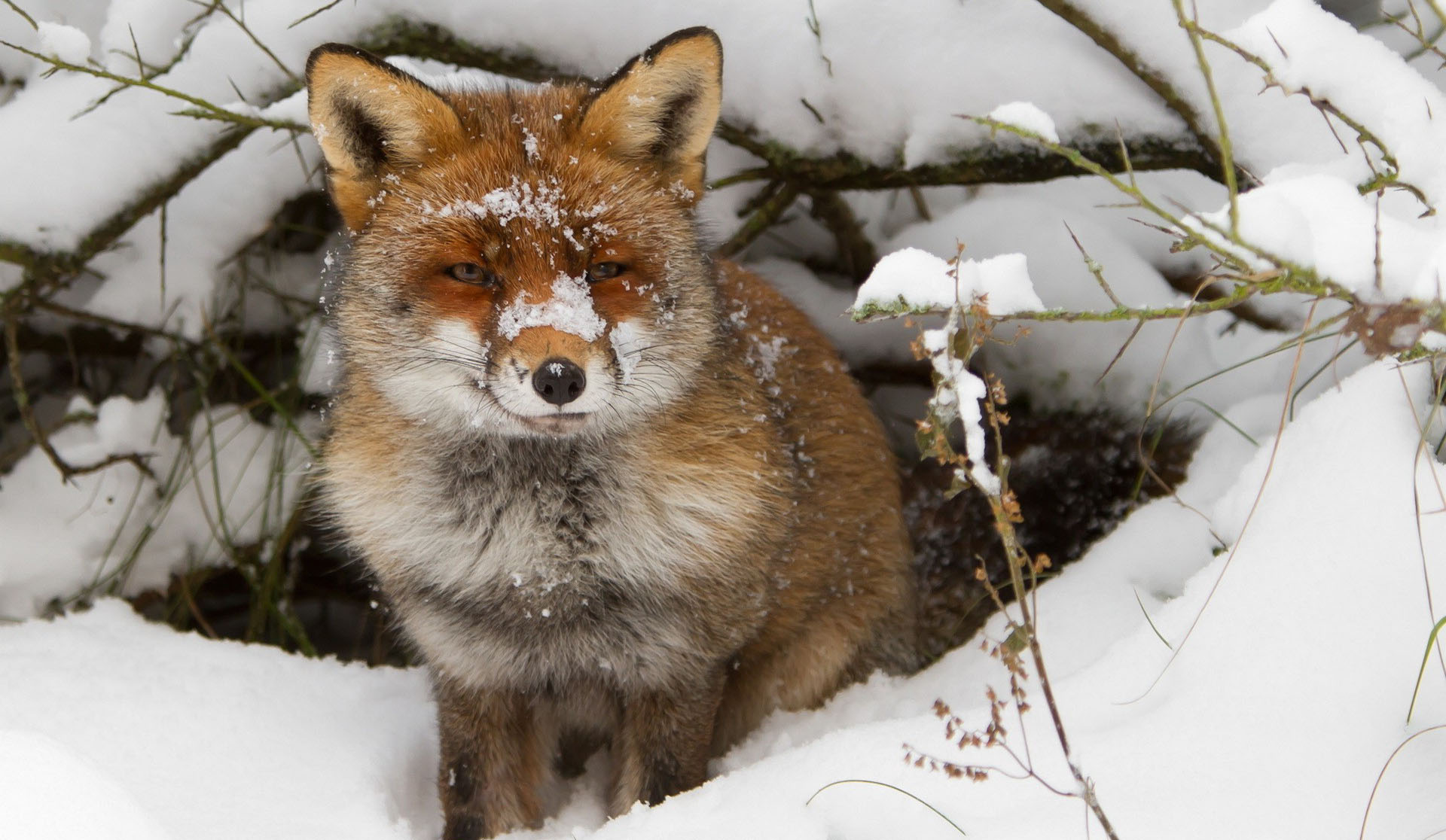 Fox At Natural Conditions Wallpaper