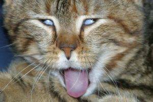 Funny Cat Tongue