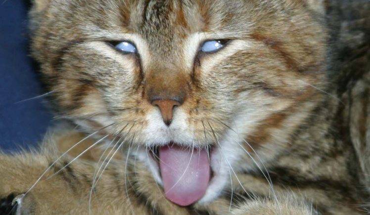 Funny Cat Tongue HD Wallpaper Desktop Background