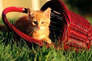 Golden Cat In The Red Basket
