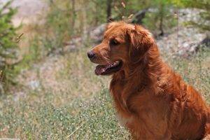 Golden Retriever At The Forest