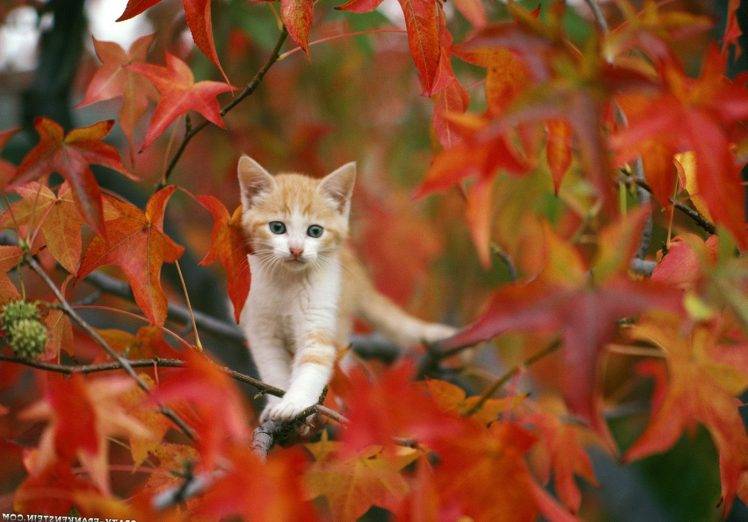 Goldish Cat On Autumn HD Wallpaper Desktop Background