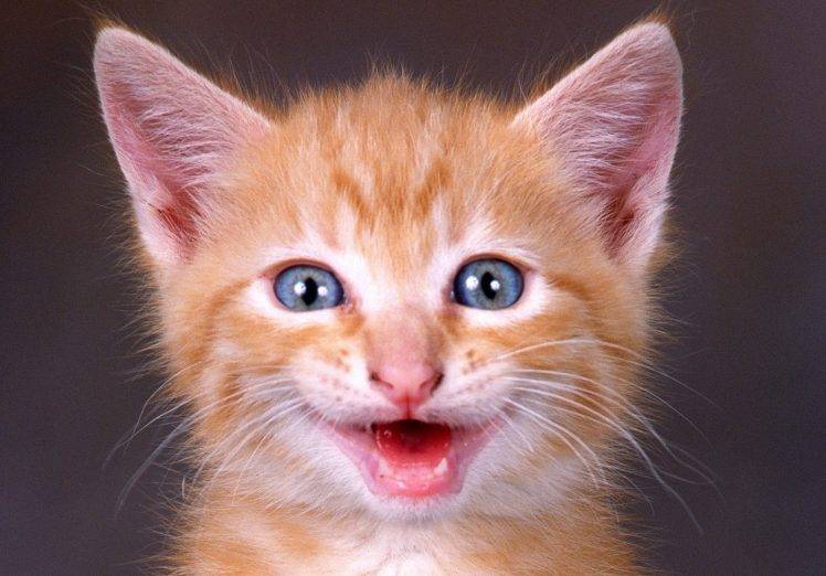 Goldish Cat Smiles HD Wallpaper Desktop Background