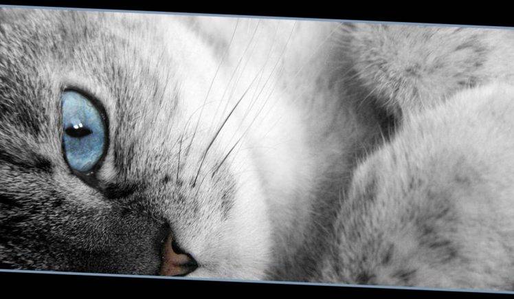 Gray Cat With Blue Eyes (2) HD Wallpaper Desktop Background