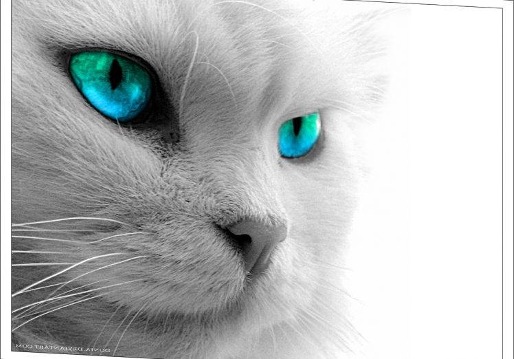 Gray Cat With Blue Eyes Wallpapers HD / Desktop and Mobile Backgrounds