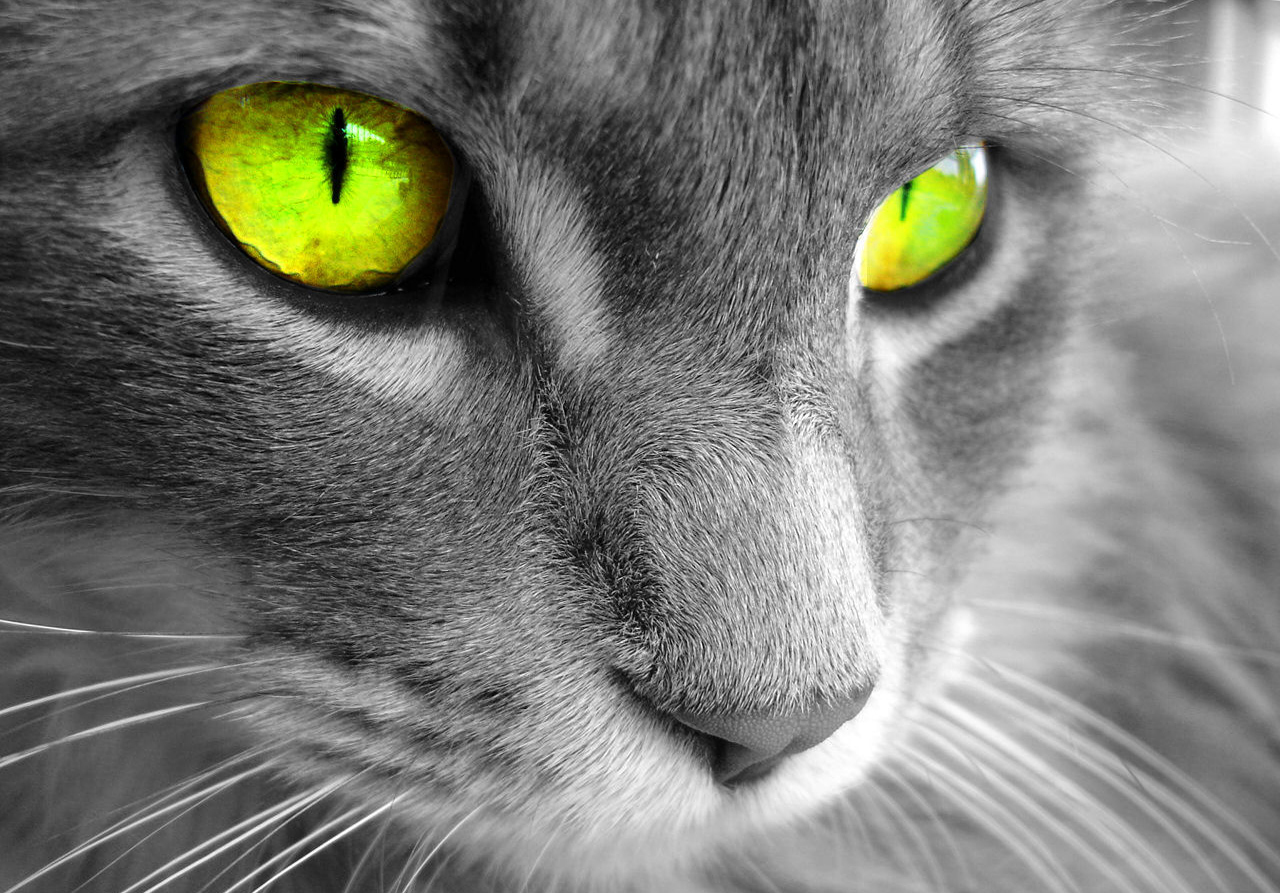 Gray Cat With Green Eyes Wallpapers HD / Desktop and Mobile Backgrounds