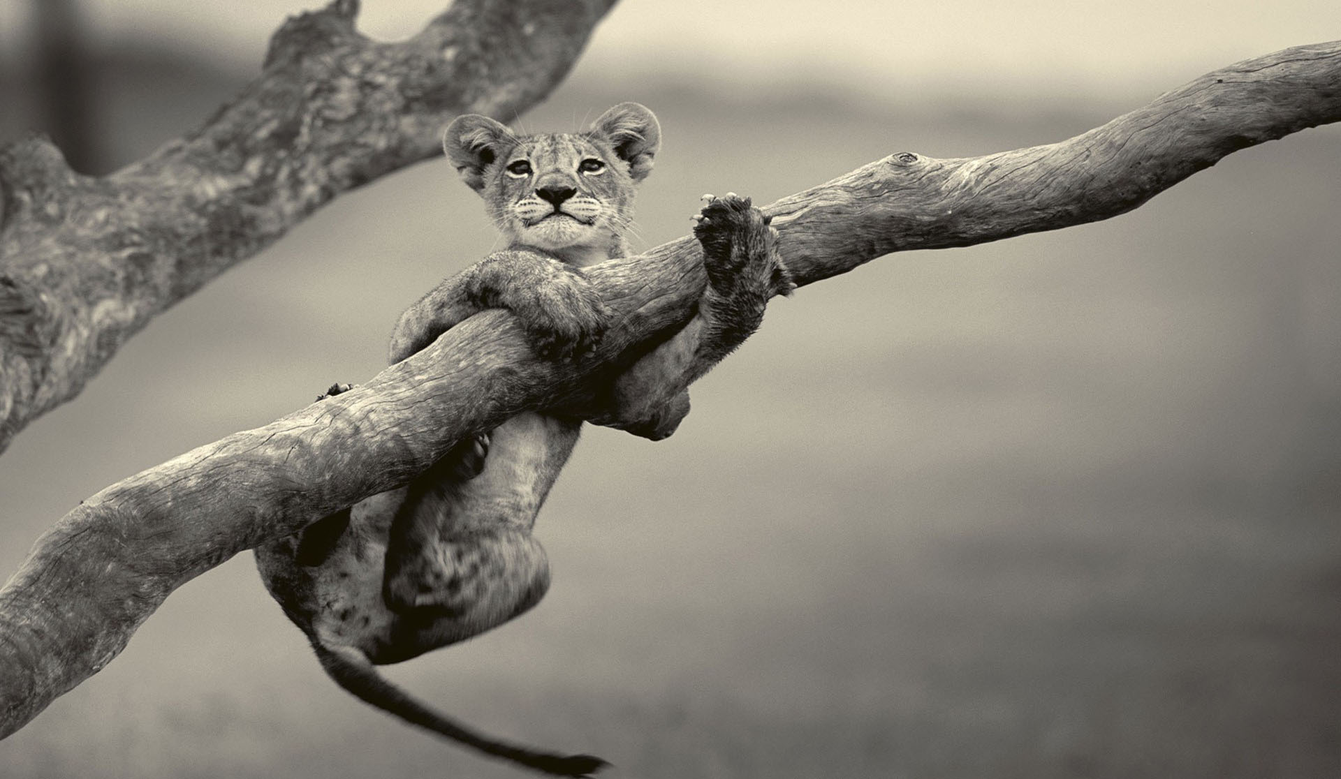 Grayscale Baby Lion Wallpaper