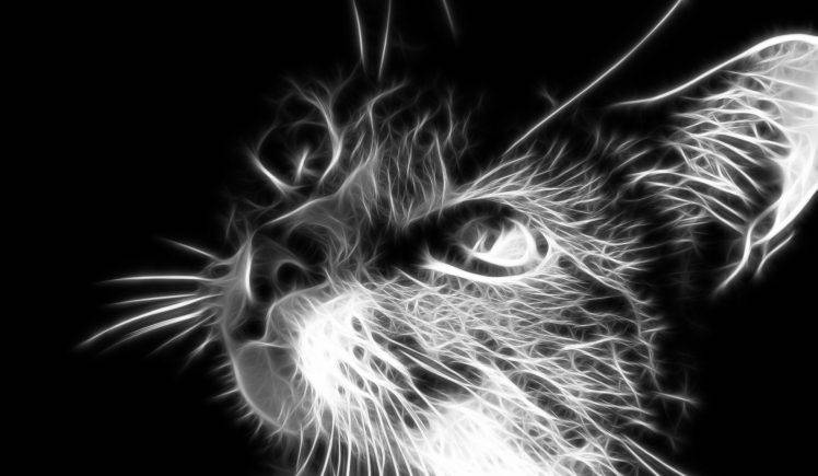Grayscale Cat Wallpaper HD Wallpaper Desktop Background