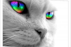 Grayscale Cat Wallpaper But Rainbow Eyes
