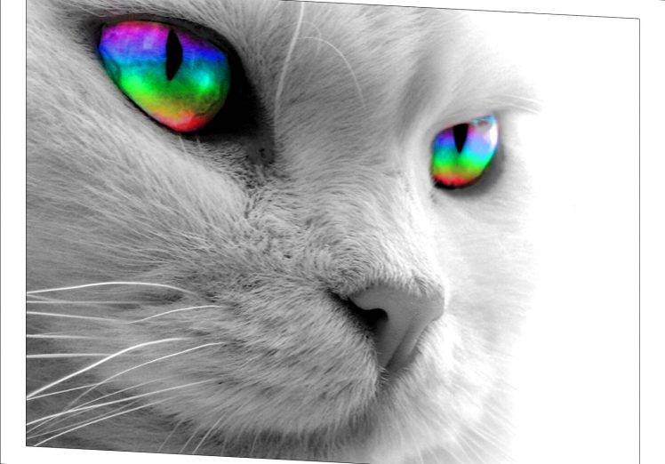 Grayscale Cat Wallpaper But Rainbow Eyes HD Wallpaper Desktop Background