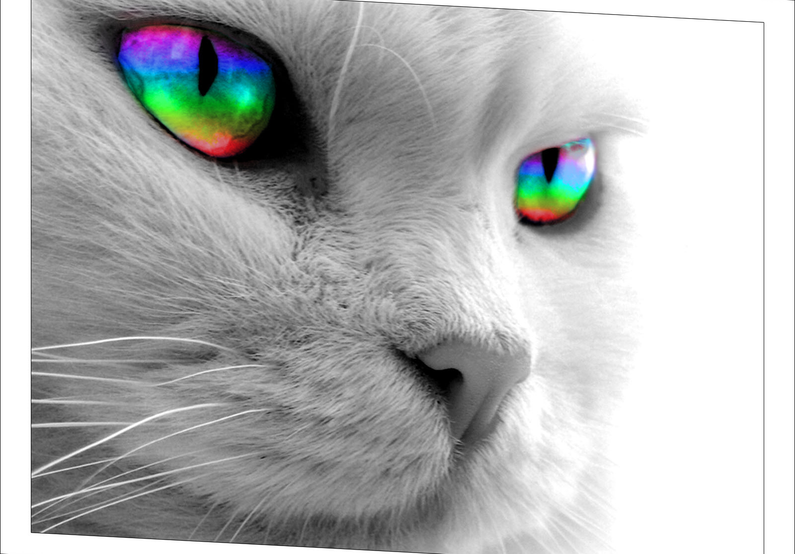 Grayscale Cat Wallpaper But Rainbow Eyes Wallpaper