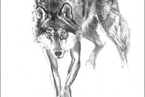 Hand Driwing Wolves