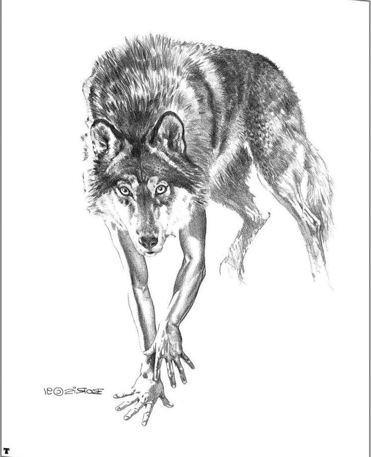 Hand Driwing Wolves HD Wallpaper Desktop Background