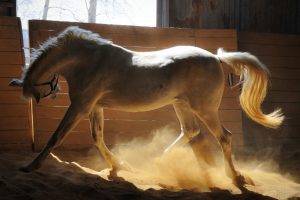 Horse Shadow