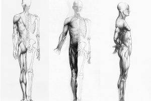Human Anatomy In Three Ways
