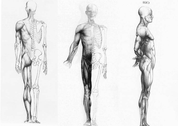 Human Anatomy In Three Ways HD Wallpaper Desktop Background