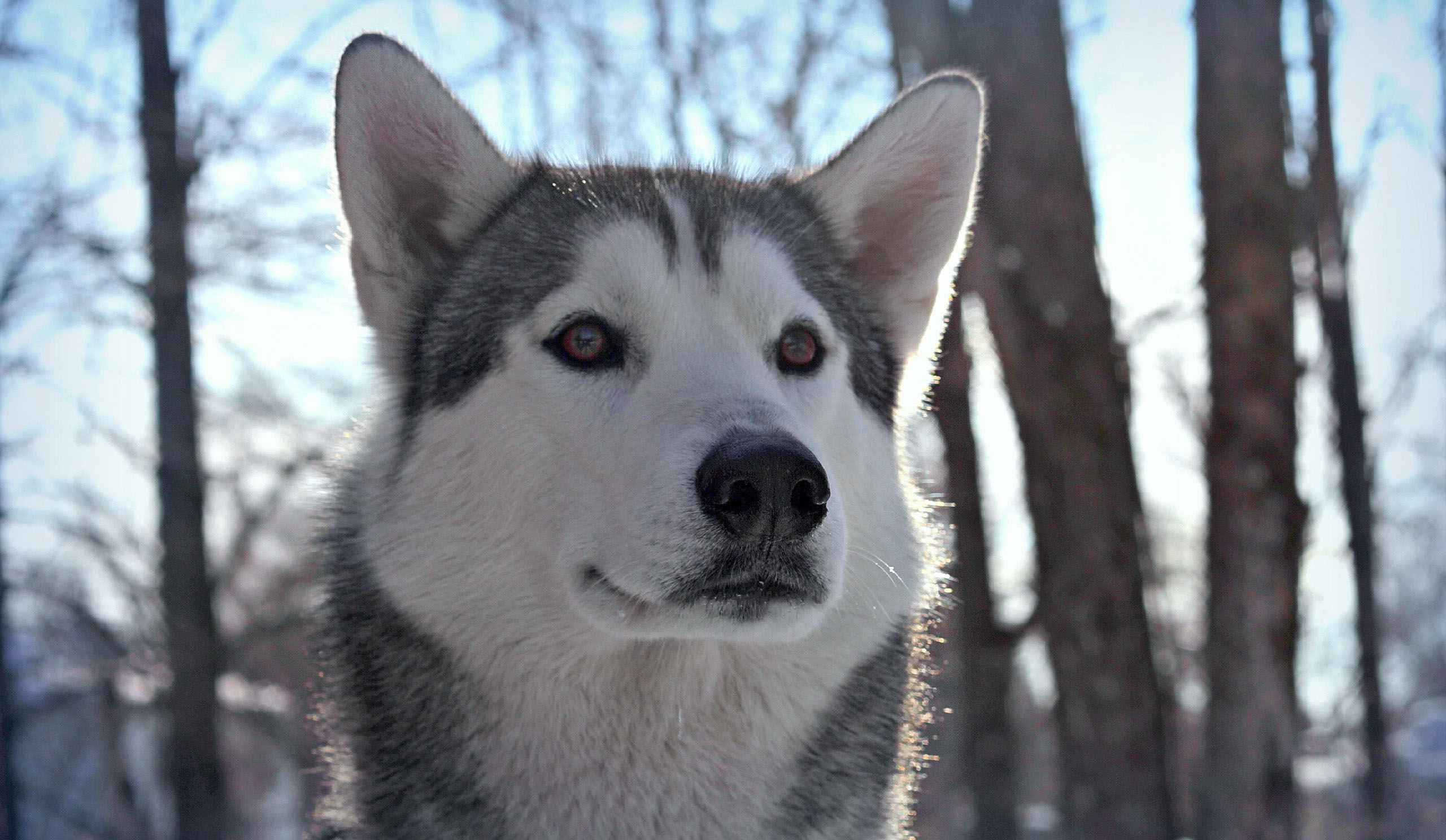 Husky Documentary Wallpaper