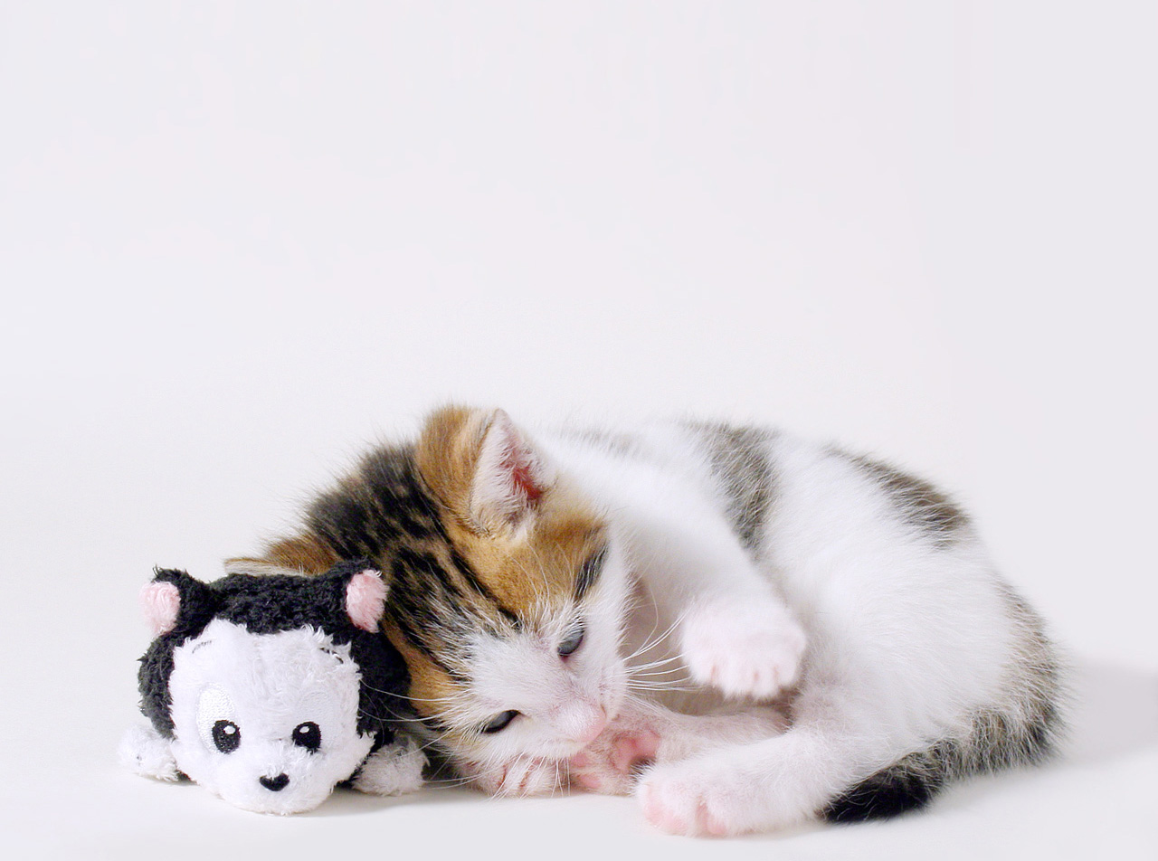 Kitten Played With His Toy Wallpaper