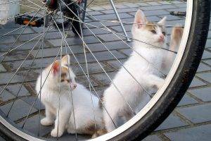 Kitten Tries To Ride A Bike