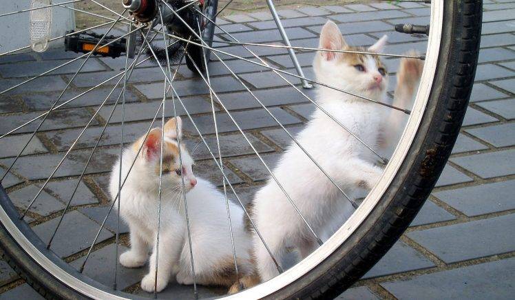 Kitten Tries To Ride A Bike HD Wallpaper Desktop Background