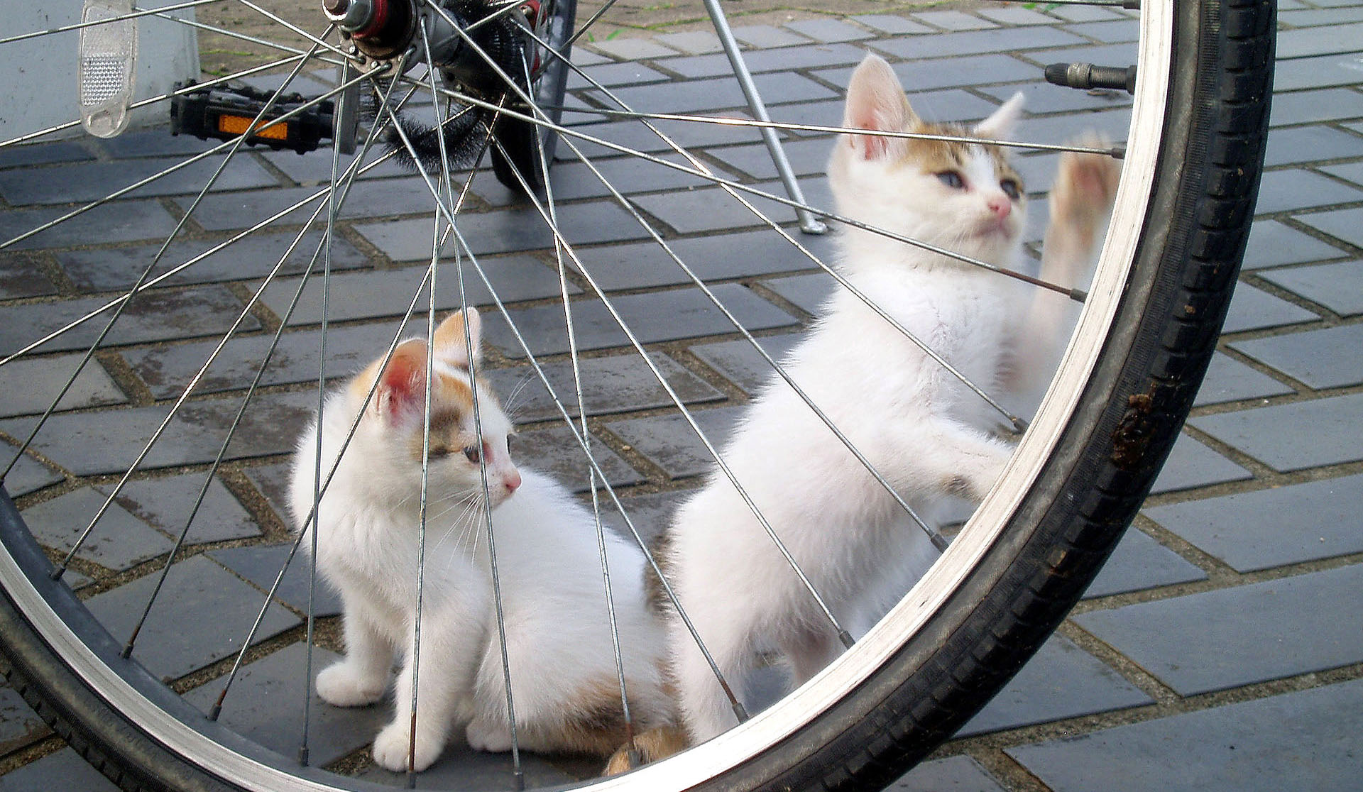 Kitten Tries To Ride A Bike Wallpaper
