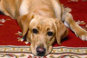 Labrador On The Carpet