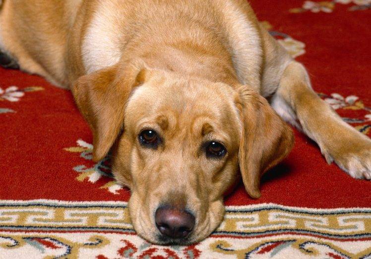 Labrador On The Carpet HD Wallpaper Desktop Background