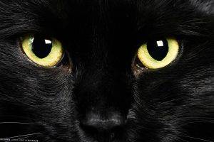 Domestic Animals: Close-up Of Cat Eyes