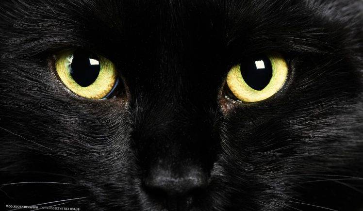 Domestic Animals: Close-up Of Cat Eyes HD Wallpaper Desktop Background
