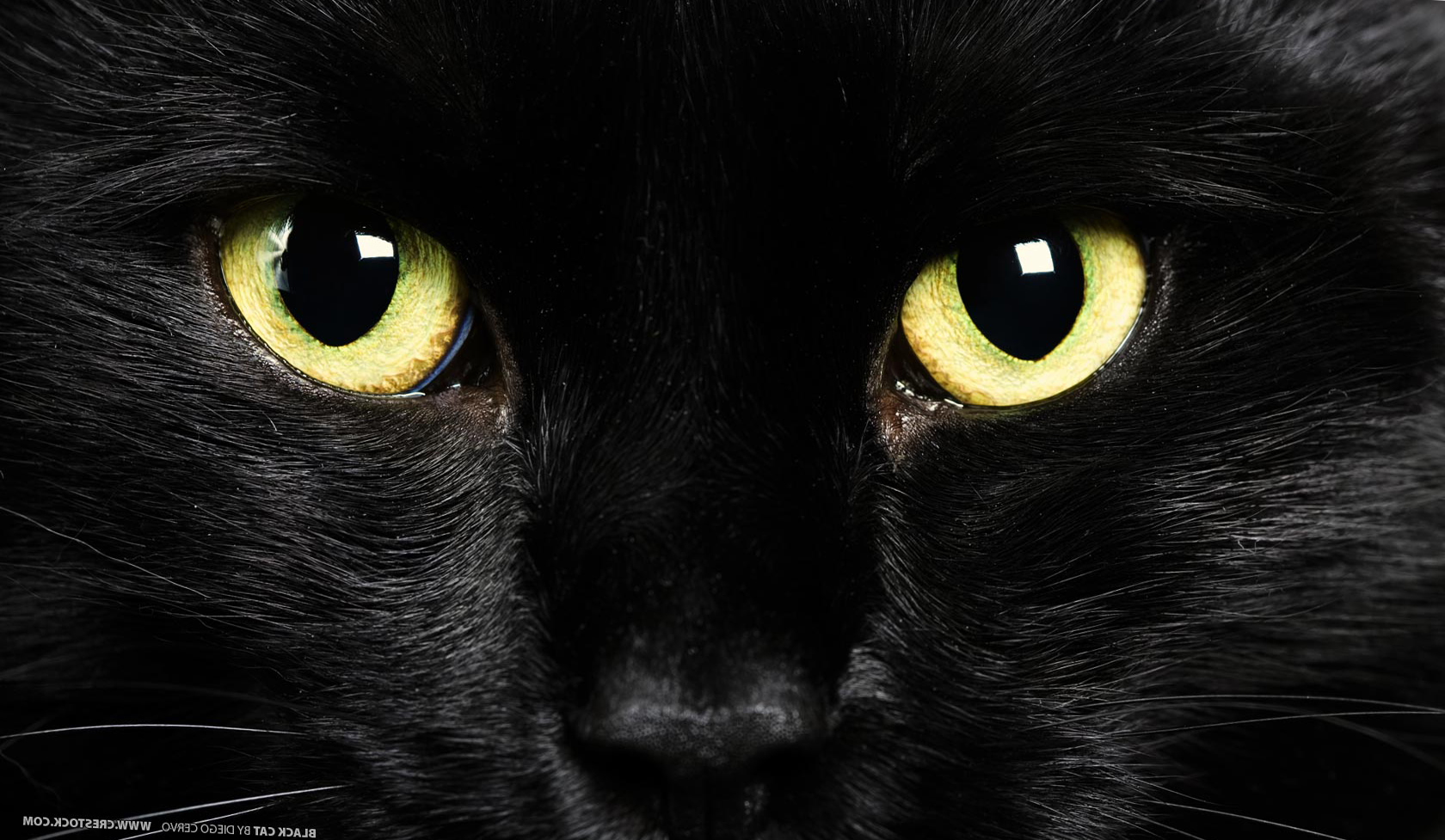 Domestic Animals: Close-up Of Cat Eyes Wallpaper