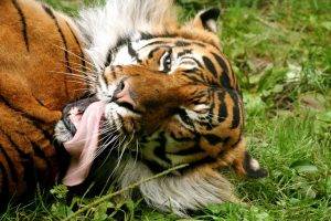 Long Tiger Tongue