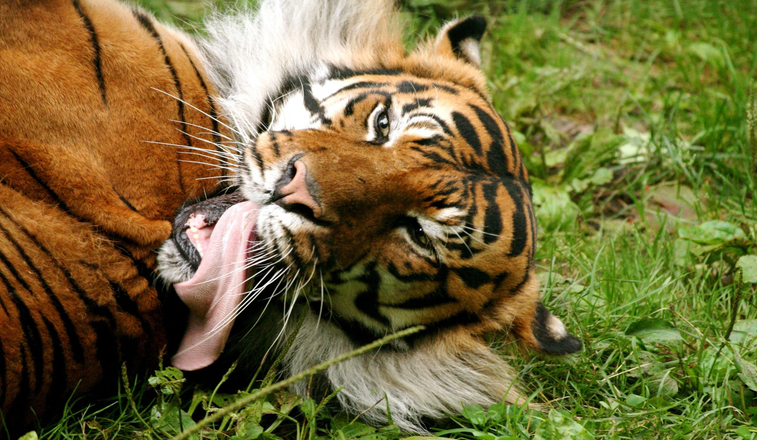 Long Tiger Tongue Wallpaper
