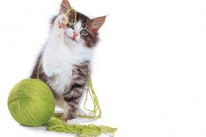 Lovely Cat Plays With Green Rope