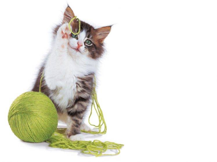 Lovely Cat Plays With Green Rope HD Wallpaper Desktop Background