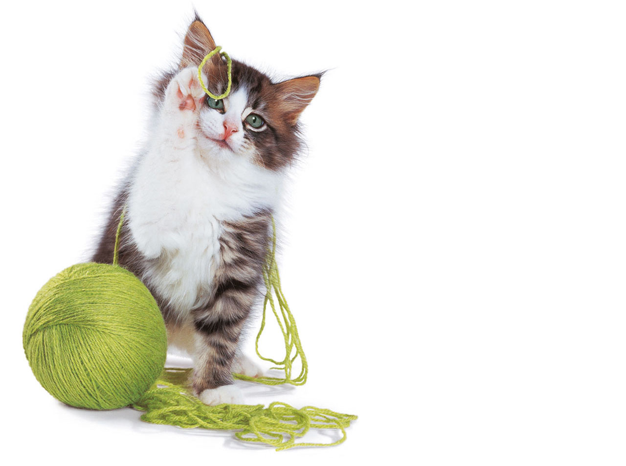 Lovely Cat Plays With Green Rope Wallpaper