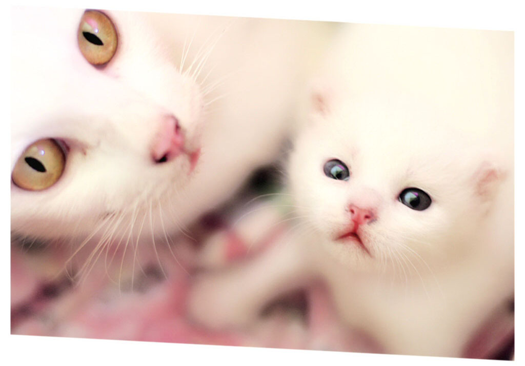 Mom And Baby Cats Wallpaper