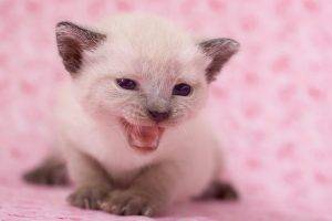 Newborn Cute Kitten
