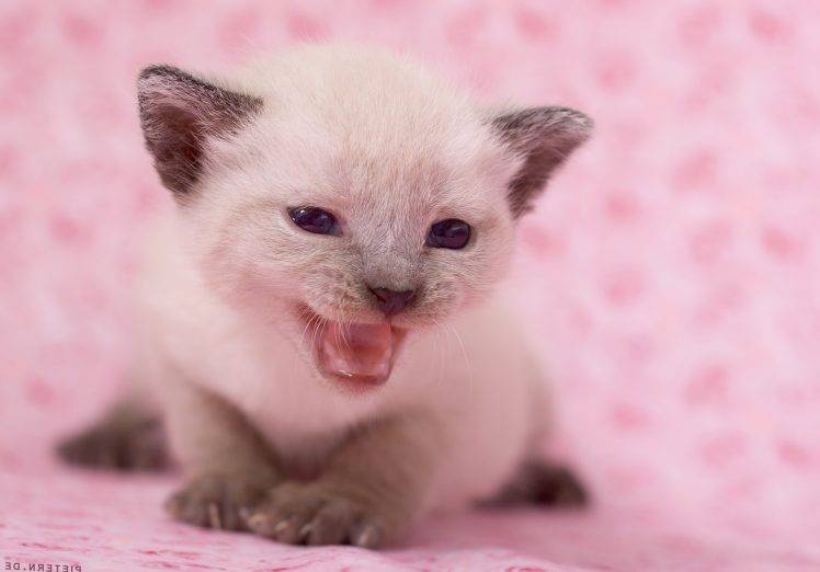 Newborn Cute Kitten HD Wallpaper Desktop Background