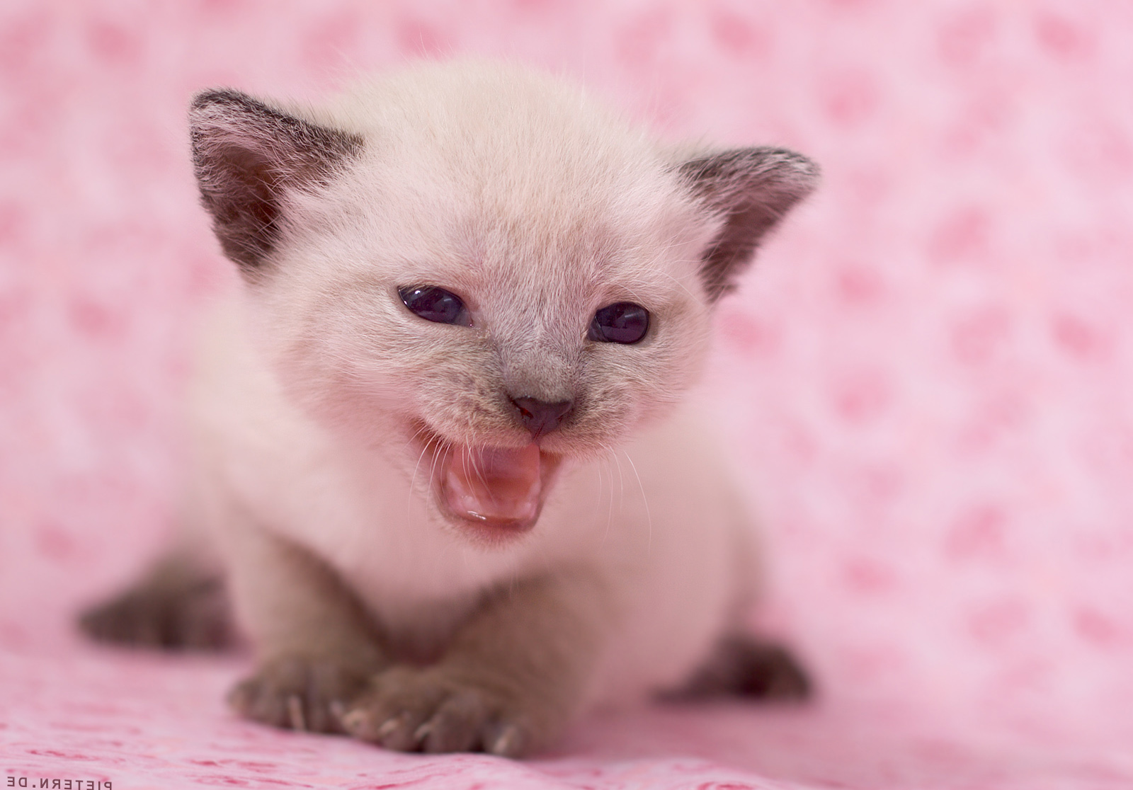 Newborn Cute Kitten Wallpaper