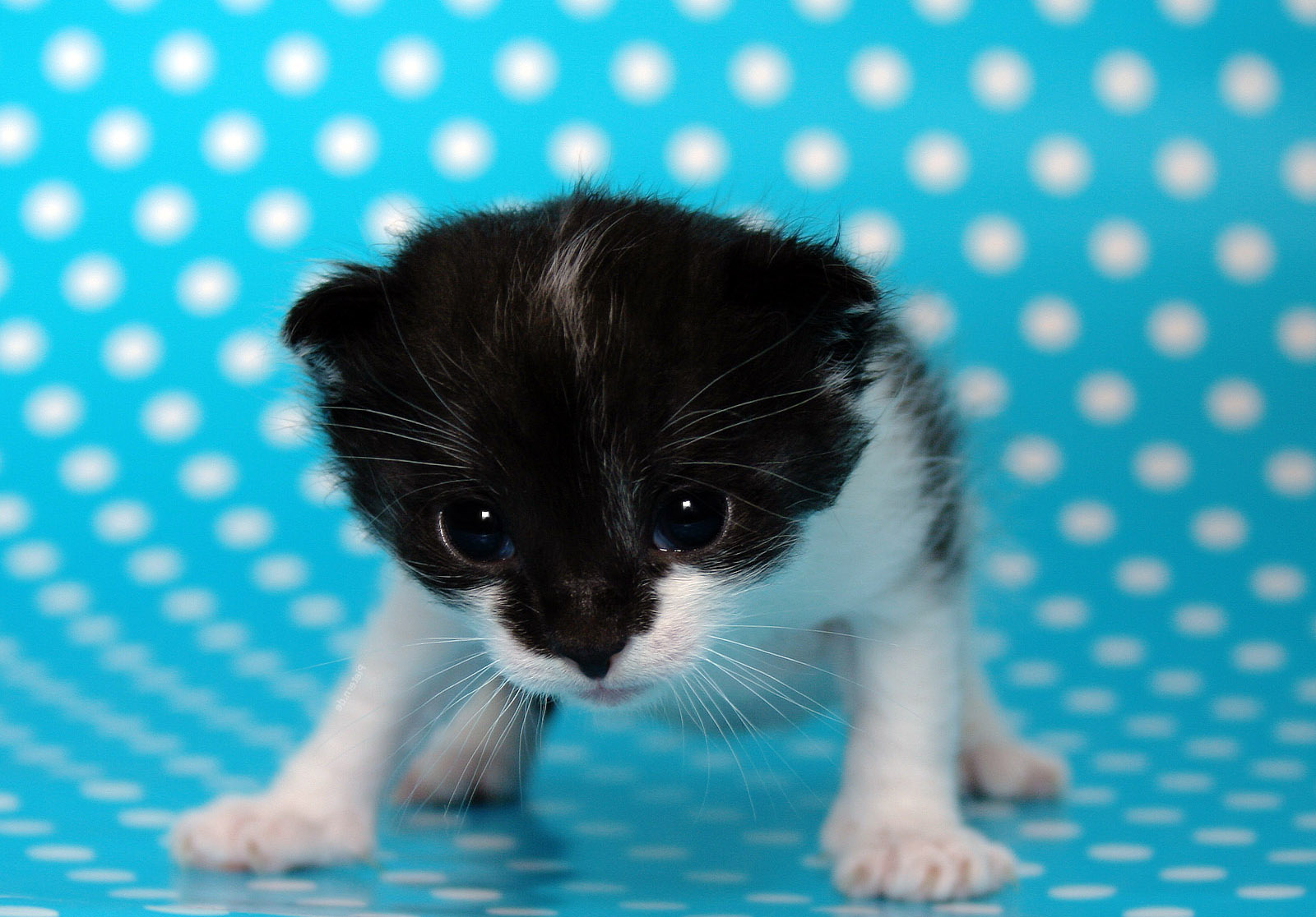 Newborn Kitten On The Dots Wallpaper