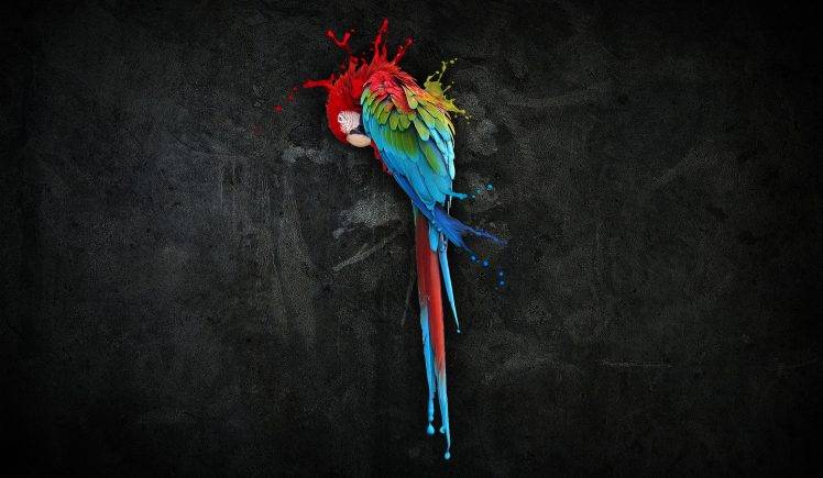 Parrots Abstract On The Black Wall HD Wallpaper Desktop Background