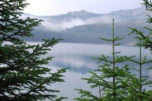 Pine Trees With A Lake View