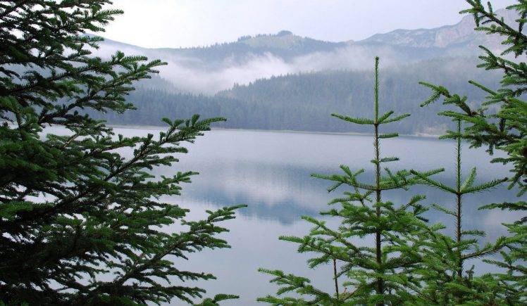 Pine Trees With A Lake View HD Wallpaper Desktop Background