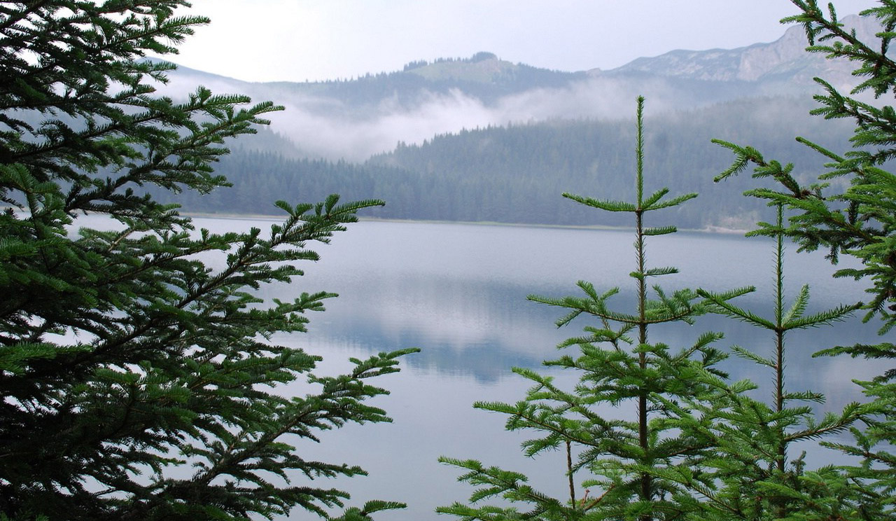 Pine Trees With A Lake View Wallpaper