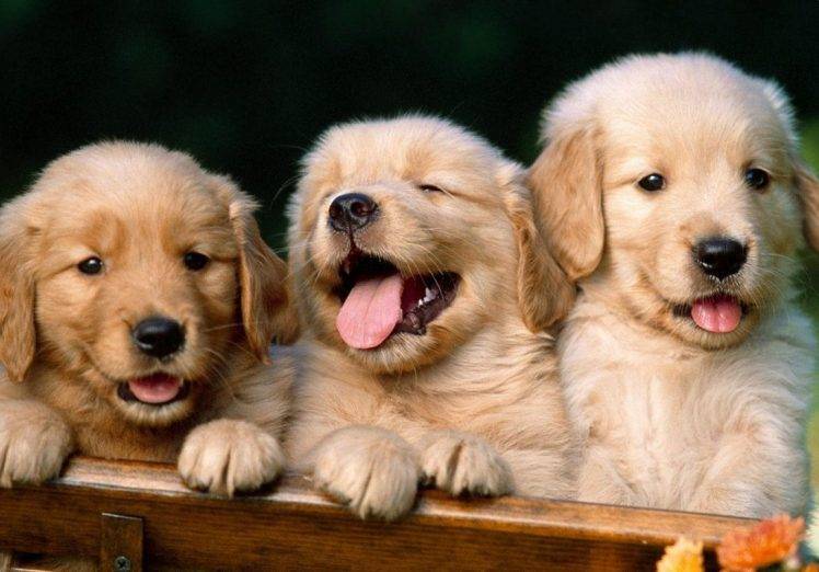 Puppies Are Loughing HD Wallpaper Desktop Background