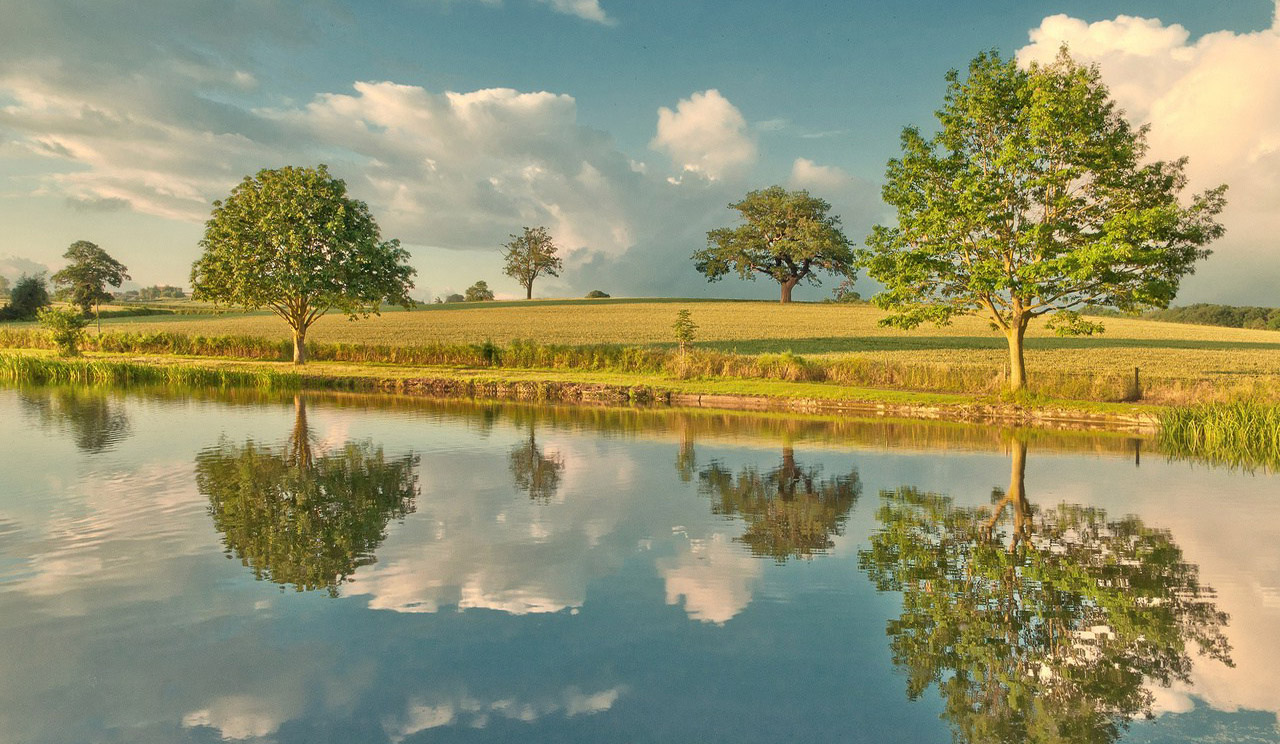 Reflection Of The Trees Wallpaper